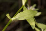 Coastal rose gentian